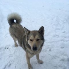 Подробнее об объявлении «Найдена собака кобель Мышкин» Фото: найдена собака  «Найдена собака кобель Мышкин» в г. Мышкин