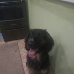 Подробнее об объявлении «Липецк Найдена собака шотладский ретривер» Фото: найдена собака Прямошерстный ретривер «Липецк Найдена собака шотладский ретривер» в г. Липецк