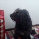 Подробнее об объявлении «Лосино-Петровский Найдена собака» Фото: найдена собака  «Лосино-Петровский Найдена собака» в г. Лосино-Петровский