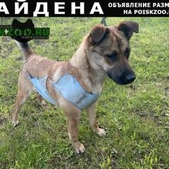 Подробнее об объявлении «Найдена собака Тверь» Фото: найдена собака  «Найдена собака Тверь» в г. Тверь