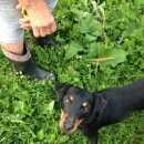 Подробнее об объявлении «Ломоносов Найдена собака» Фото: найдена собака  «Ломоносов Найдена собака» в г. Ломоносов