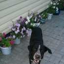 Подробнее об объявлении «Светлый (Калининградская обл.) Найдена собака кобель» Фото: найдена собака  «Светлый (Калининградская обл.) Найдена собака...» в г. Светлый (Калининградская обл.)