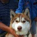 Подробнее об объявлении «Найдена собака Нижний Новгород» Фото: найдена собака  «Найдена собака Нижний Новгород» в г. Нижний Новгород