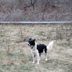 Подробнее об объявлении «Найдена собака Москва» Фото: найдена собака  «Найдена собака Москва» в г. Москва