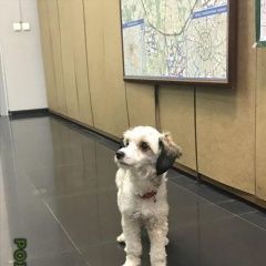 Подробнее об объявлении «Мытищи Найдена собака» Фото: найдена собака  «Мытищи Найдена собака» в г. Мытищи
