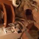 Подробнее об объявлении «Нижний Новгород Найдена собака кобель лайка кобель» Фото: найдена собака  «Нижний Новгород Найдена собака кобель лайка кобель» в г. Нижний Новгород