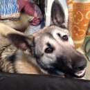 Подробнее об объявлении «Нарофоминск Найдена собака кобель» Фото: найдена собака  «Нарофоминск Найдена собака кобель» в г. Нарофоминск