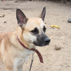 Подробнее об объявлении «Найдена собака кобель Москва» Фото: найдена собака  «Найдена собака кобель Москва» в г. Москва