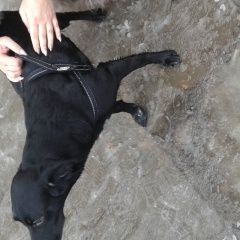 Подробнее об объявлении «Ростов-на-Дону Найдена собака» Фото: найдена собака  «Ростов-на-Дону Найдена собака» в г. Ростов-на-Дону