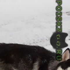 Подробнее об объявлении «Найдена собака хаски Тюмень» Фото: найдена собака  «Найдена собака хаски Тюмень» в г. Тюмень
