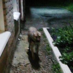 Подробнее об объявлении «Найдена собака крупная порода. возможно алабай Пласт» Фото: найдена собака  «Найдена собака крупная порода. возможно алабай...» в г. Пласт