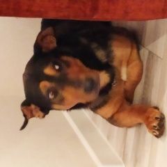 Подробнее об объявлении «Найдена собака кобель ищу старых или новых хозяев Москва» Фото: найдена собака  «Найдена собака кобель ищу старых или новых...» в г. Москва