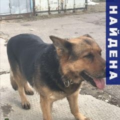 Подробнее об объявлении «Найдена собака овчарка  Химки» Фото: найдена собака Ориентальная (восточная короткошерстная) «Найдена собака овчарка  Химки» в г. Химки