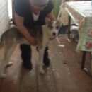 Подробнее об объявлении «Найдена собака кобель Нижний Новгород» Фото: найдена собака  «Найдена собака кобель Нижний Новгород» в г. Нижний Новгород