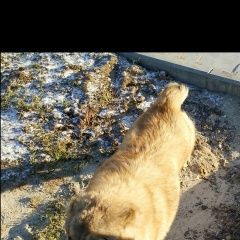 Подробнее об объявлении «Найдена собака вроде алабай, ласковая, игривая Барыбино» Фото: найдена собака Среднеазиатская овчарка «Найдена собака вроде алабай, ласковая, игривая...» в г. Барыбино