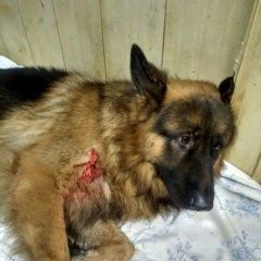 Подробнее об объявлении «Воронеж Найдена собака» Фото: найдена собака Немецкая овчарка «Воронеж Найдена собака» в г. Воронеж