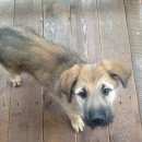 Подробнее об объявлении «Найдена собака кобель Орехово-Зуево» Фото: найдена собака  «Найдена собака кобель Орехово-Зуево» в г. Орехово-Зуево