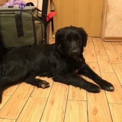 Подробнее об объявлении «Найдена собака Нижний Новгород» Фото: найдена собака  «Найдена собака Нижний Новгород» в г. Нижний Новгород