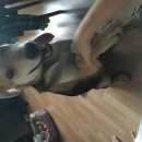 Подробнее об объявлении «Найдена собака кобель Химки» Фото: найдена собака  «Найдена собака кобель Химки» в г. Химки