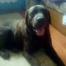 Подробнее об объявлении «Красноярск Найдена собака кобель» Фото: найдена собака Лабрадор ретривер «Красноярск Найдена собака кобель» в г. Красноярск