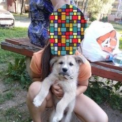 Подробнее об объявлении «Ярославль Найдена собака кобель» Фото: найдена собака  «Ярославль Найдена собака кобель» в г. Ярославль