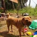 Подробнее об объявлении «Красноярск Найдена собака» Фото: найдена собака Шар-пей «Красноярск Найдена собака» в г. Красноярск