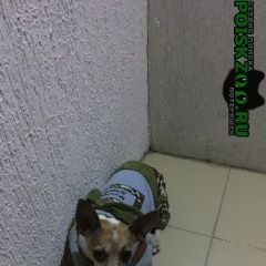 Подробнее об объявлении «Геленджик Найдена собака кобель той-терьер, мальчик» Фото: найдена собака Той-терьер «Геленджик Найдена собака кобель той-терьер,...» в г. Геленджик