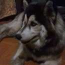 Подробнее об объявлении «Найдена собака Нижний Новгород» Фото: найдена собака Сибирская хаски «Найдена собака Нижний Новгород» в г. Нижний Новгород