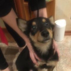 Подробнее об объявлении «Найдена собака кобель щенок, 4 мес, район чистых прудов Москва» Фото: найдена собака  «Найдена собака кобель щенок, 4 мес, район...» в г. Москва