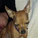 Подробнее об объявлении «Воронеж Найдена собака той-терьер на трассе м4» Фото: найдена собака Русский той-терьер «Воронеж Найдена собака той-терьер на трассе м4» в г. Воронеж