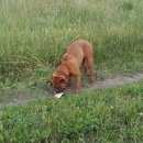 Подробнее об объявлении «Новосибирск Найдена собака» Фото: найдена собака  «Новосибирск Найдена собака» в г. Новосибирск