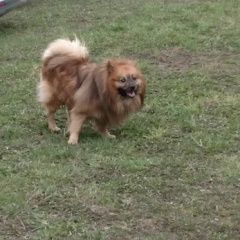 Подробнее об объявлении «Найдена собака рыжего окраса Москва» Фото: найдена собака  «Найдена собака рыжего окраса Москва» в г. Москва