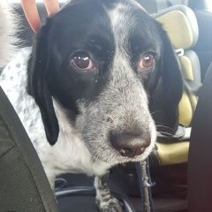 Подробнее об объявлении «Красноярск Найдена собака кобель спаниель» Фото: найдена собака  «Красноярск Найдена собака кобель спаниель» в г. Красноярск