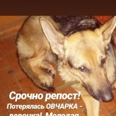 Подробнее об объявлении «Ярославль Найдена собака» Фото: найдена собака  «Ярославль Найдена собака» в г. Ярославль