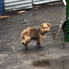 Подробнее об объявлении «Найдена собака Нижний Новгород» Фото: найдена собака  «Найдена собака Нижний Новгород» в г. Нижний Новгород