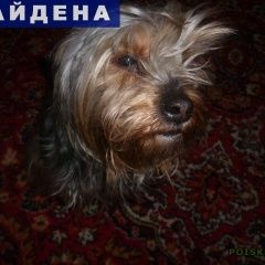 Подробнее об объявлении «Абакан Найдена собака кобель» Фото: найдена собака  «Абакан Найдена собака кобель» в г. Абакан