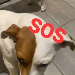 Подробнее об объявлении «Найдена собака джек рассел Подольск» Фото: найдена собака Джек рассел терьер «Найдена собака джек рассел Подольск» в г. Подольск