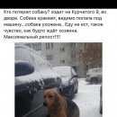 Подробнее об объявлении «Найдена собака Санкт-Петербург» Фото: найдена собака  «Найдена собака Санкт-Петербург» в г. Санкт-Петербург