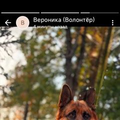 Подробнее об объявлении «Калининец Найдена собака кобель» Фото: найдена собака Немецкая овчарка «Калининец Найдена собака кобель» в г. Калининец