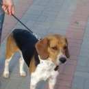 Подробнее об объявлении «Найдена собака бигль Нижний Новгород» Фото: найдена собака  «Найдена собака бигль Нижний Новгород» в г. Нижний Новгород