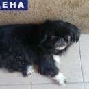 Подробнее об объявлении «Славянск-на-Кубани Найдена собака кобель пес пекинес черного окраса» Фото: найдена собака Пекинес «Славянск-на-Кубани Найдена собака кобель пес...» в г. Славянск-на-Кубани