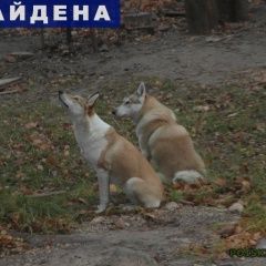 Подробнее об объявлении «Руза Найдена собака» Фото: найдена собака Сибирская хаски «Руза Найдена собака» в г. Руза