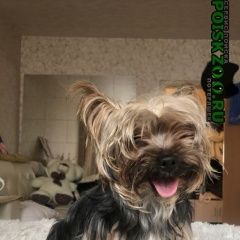 Подробнее об объявлении «Найдена собака кобель в районе молодежного проезда Химки» Фото: найдена собака Йоркширский терьер «Найдена собака кобель в районе молодежного...» в г. Химки