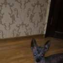 Подробнее об объявлении «Воронеж Найдена собака кобель» Фото: найдена собака  «Воронеж Найдена собака кобель» в г. Воронеж