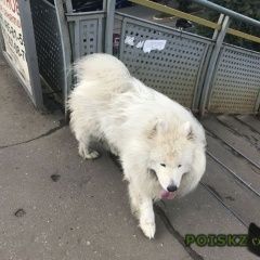 Подробнее об объявлении «Найдена собака белая крупная собака Раменское» Фото: найдена собака  «Найдена собака белая крупная собака Раменское» в г. Раменское