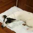 Подробнее об объявлении «Вязьма Найдена собака очень домашняя, приучена» Фото: найдена собака  «Вязьма Найдена собака очень домашняя, приучена» в г. Вязьма