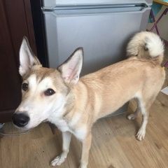 Подробнее об объявлении «Найдена собака кобель, молодой Москва» Фото: найдена собака  «Найдена собака кобель, молодой Москва» в г. Москва