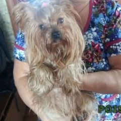 Подробнее об объявлении «Найдена собака девочка йорк Курск» Фото: найдена собака Йоркширский терьер «Найдена собака девочка йорк Курск» в г. Курск