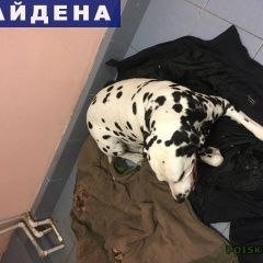 Подробнее об объявлении «Новая Усмань Найдена собака кобель» Фото: найдена собака Далматин «Новая Усмань Найдена собака кобель» в г. Новая Усмань