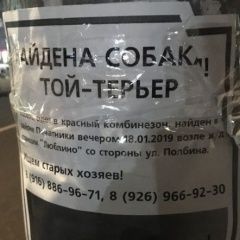 Подробнее об объявлении «Найдена собака кобель той-терьер Москва» Фото: найдена собака Русский той-терьер «Найдена собака кобель той-терьер Москва» в г. Москва